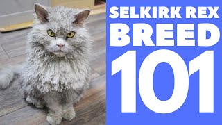 Selkirk Rex Cat 101  Breed amp Personality [upl. by White314]