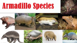 Armadillo Species  All Armadillo Species List  Espécies de tatu [upl. by Anne-Corinne]