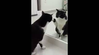 WOW CAT REALIZES HIMSELF IN MIRROR [upl. by Ealasaid436]