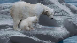 Der Eisbär  Dokumentation 1080p HD DokuExtrem [upl. by Dyane]