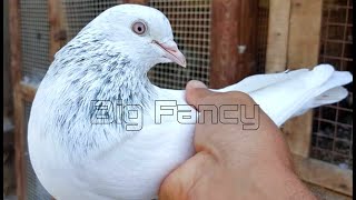 top 10 high flying pigeons  Best high flying pigeons eyes [upl. by Padriac]