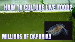 How to Culture Daphnia Secret Method to Breed MILLIONS  Simply Aquatic [upl. by Pleione]