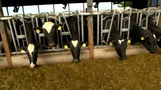 Dairy Farming Documentary [upl. by Doehne]