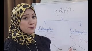 Molecular Biology Session 3RNA Structure [upl. by Murdoch513]