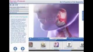 Function of the Epiglottis [upl. by Wheaton]