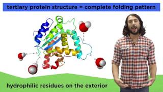 Protein Structure [upl. by Hanej]