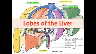 Lobes of the Liver [upl. by Euqinimod]