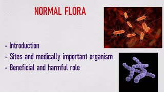 NORMAL FLORA BENEFICIAL AND HARMFUL ROLE Microbiology 1 [upl. by Asin323]