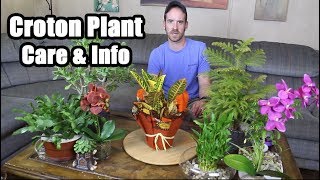 Croton Plant Care amp Info Codiaeum variegatum [upl. by Mikeb]