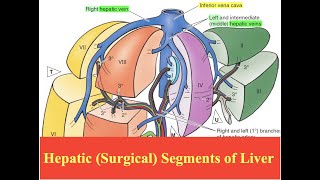 Hepatic Surgical Segments of Liver [upl. by Earla]