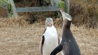 Antisocial screaming penguin crowned New Zealands Bird of the Year [upl. by Curran522]