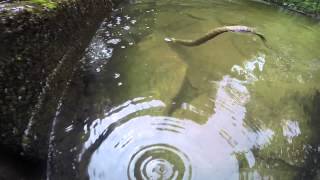 Snapping Turtle vs Water Snake [upl. by Ylro537]