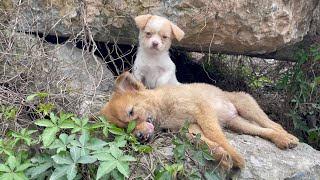 The cry for help of two dogs abandoned by their cruel owner on the side of the road and I saved them [upl. by Abijah404]