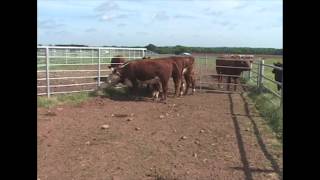 Recognizing Illness in Cattle [upl. by Eisnyl]