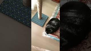 Маруся греется animal cat видосыоткота animalcat котофейка catlover веселыекоты котка [upl. by Emilio]