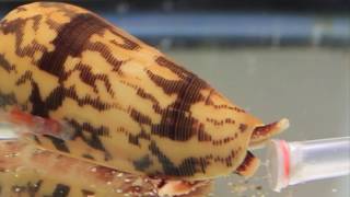 Facts The Cone Snail [upl. by Jilli]