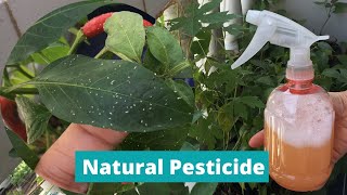 DIY PESTICIDE  HOMEMADE INSECT REPELLANT  Natural Pesticide for Plants  Effective Insecticide [upl. by Atahs580]