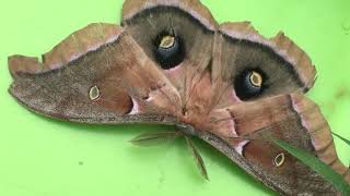 Polyphemus Moth Cyclops of the night sky [upl. by Anihpled]