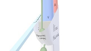 3D Tour of the Femoral Canal [upl. by Robertson662]