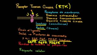 Receptor y señalización Tirosina Cinasa [upl. by Eanerb170]