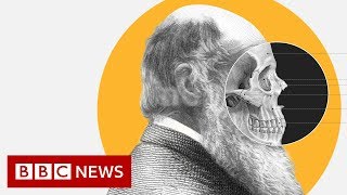 Theory of Evolution How did Darwin come up with it  BBC News [upl. by Averir369]