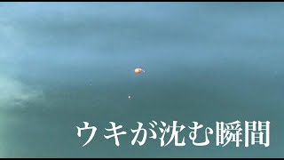 ウキが沈むアタリの瞬間・・・【チヌ釣り 黒鯛釣り フカセ釣り ウキ釣り】 [upl. by Avahc]