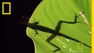 Anolis Lizard Love  National Geographic [upl. by Nivek]