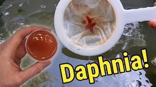 How I Culture Daphnia In Outdoor Tubs [upl. by Mendy]