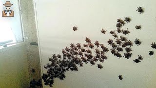 8 INFESTAÇÕES de ARANHAS INACREDITÁVEIS [upl. by Nicolai]