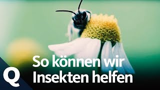 Wie ökologische Landwirtschaft die Insekten retten könnte  Quarks [upl. by Aicnilav]