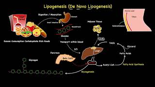 Lipogenesis Summarised [upl. by Atirak]