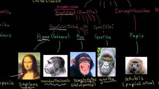 Taxonomía y el árbol de la vida  Herencia y evolución  Biología  Khan Academy en Español [upl. by Lehcsreh]