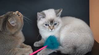 British Shorthair Selkirk rex [upl. by Merp791]