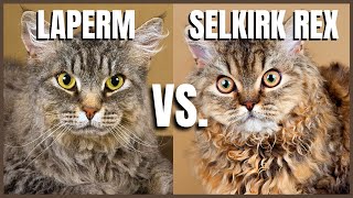 LaPerm Cat VS Selkirk Rex Cat [upl. by Granger]