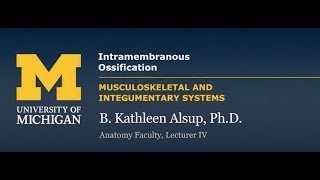 Skeletal System Intramembranous Ossification [upl. by Sivart]