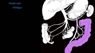 Hepatic portal system [upl. by Sharia]