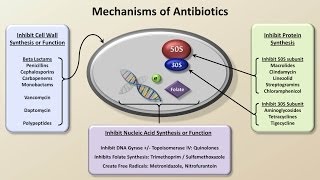 Mechanisms and Classification of Antibiotics Antibiotics  Lecture 3 [upl. by Dreyer129]