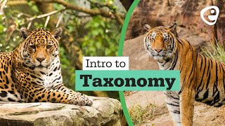 Introduction to Taxonomy [upl. by Aiva]