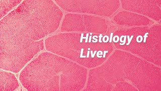 Histology of Liver [upl. by Kind]