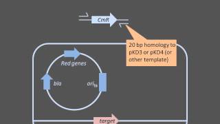 Homologous Recombination [upl. by Airahs]