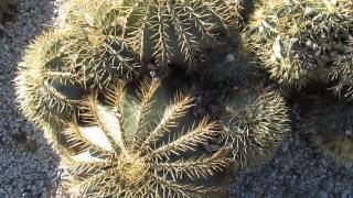 Succulents Ferocactus Glaucescens [upl. by Karleen]