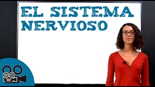 El sistema nervioso [upl. by Ocana]