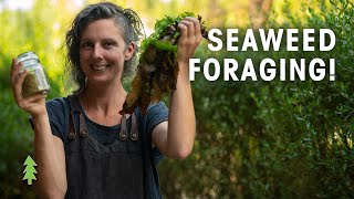 How to use SEAWEED EXTRACT in GARDEN and the AMAZING BENEFITS for your FRUIT TREES amp VEGETABLES [upl. by Shurlocke]