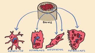 Bone Formation amp Endochondral Ossification [upl. by Ednarb]