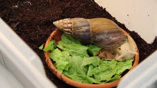 Giant African Land Snail eats lettuce  TIMELAPSE [upl. by Yevi]