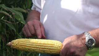 Calculating Corn Yields [upl. by Ardaid]