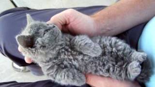 Selkirk Rex kitten [upl. by Elak]