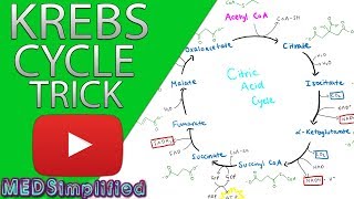 Electron Transport Chain  ATP Synthase Chemiosmosis amp Oxidative Phosphorylation [upl. by Nivrac496]