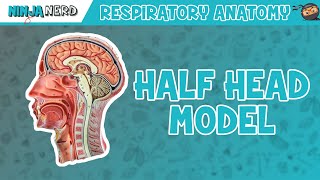 Respiratory  Half Head Anatomy [upl. by Wappes]