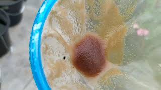 How to culture daphnia moina in a small container Part 1 English Subtitle [upl. by Sedgewick482]